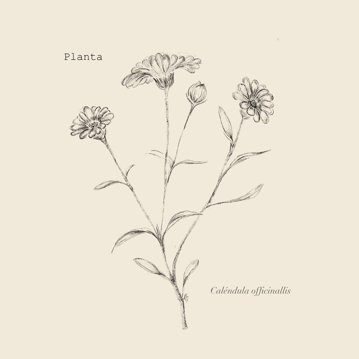 SebastianSheath's tweet photo. I recently was fortunate produce this song as part of an upcoming EP, "MujerPlantaEco". "Planta", the lead single of the EP, is available everywhere now!  https://t.co/17pkUPtsQv

#latinjazz #musicaandina #latinfolk #plantas #jardin https://t.co/g78qhQPIpI