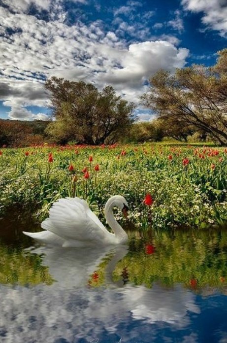 Good Morning, happy Monday 🦋🌞

Let's rely on Instinct, 
the perfect Union 
between Heart and Mind.💙
