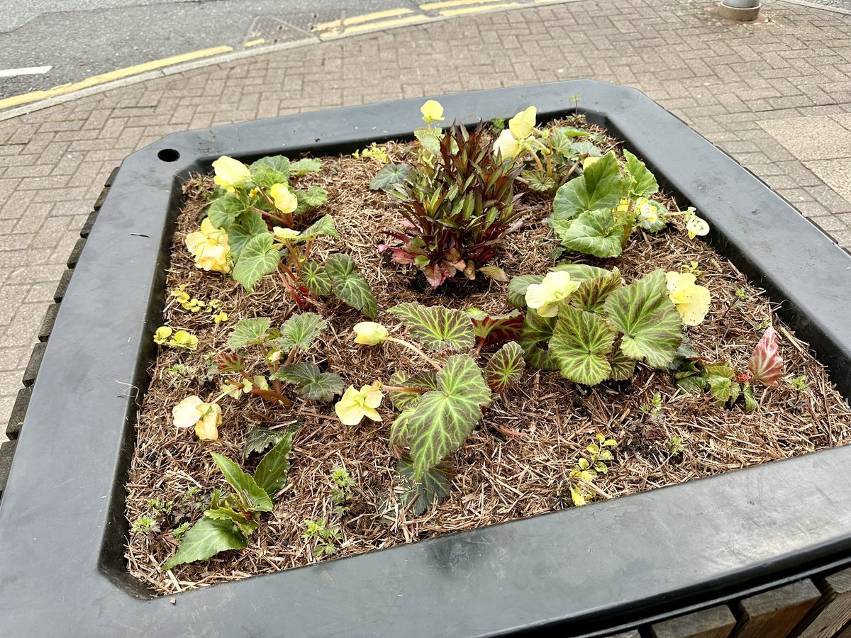 Our friends, Hale U3A Village Gardeners, began planting the square planters in the village yesterday and will continue this week. Pretty soon, the hanging baskets will be out and <a href="/BusyLittleB_UK/">Busy 🐝 Little 🐝 Bee 🐝</a> will be doing the fountain planters too. 👍🏻
