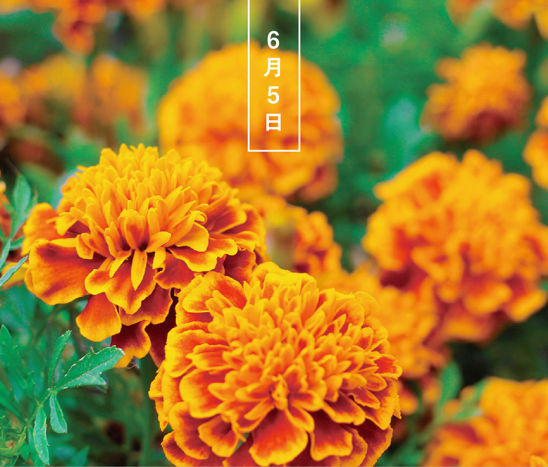 今日の誕生花は「マリーゴールド」。 花言葉は「生命の輝き」です