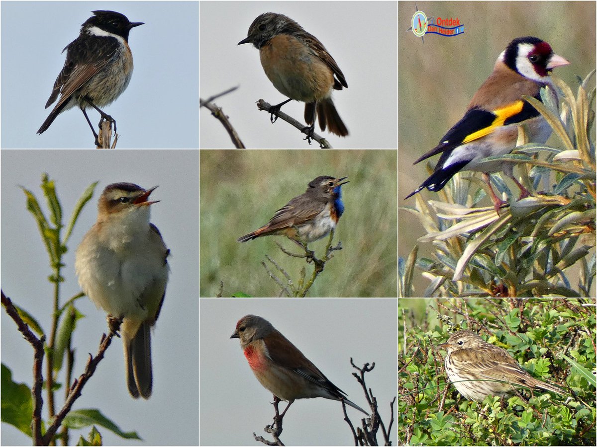 ontdekdenhelder's tweet photo. #vogels die we dagelijks tegenkomen in het #duingebied van #DenHelder - #roodborsttapuit (#stonechat) - #rietzanger (#reed_warbler) #blauwborstje (#bluethroat) #Puttertje (#goldfinch) #kneu (#linnet) #graspieper (##meadow_pipit) #birds #landschapnh #natuur #nature #naturephotos https://t.co/Qg5FEKZBKa