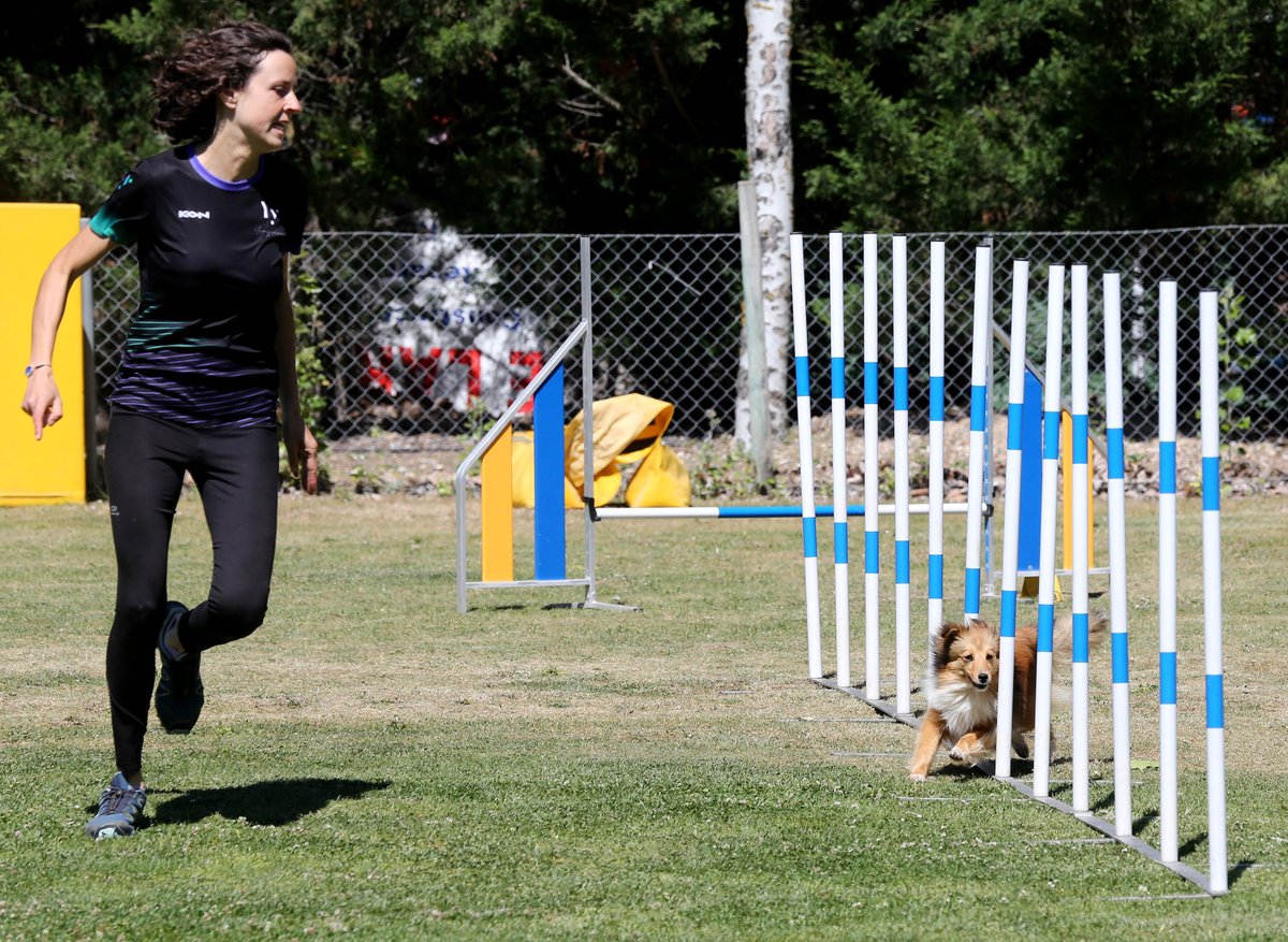 AyuntamientoVLL's tweet photo. 🐶El Complejo Deportivo Ciudad de Valladolid acogía este fin de semana una doble competición de #Agility (Open y Liga Norte), reuniendo a casi un centenar de participantes.  

Un evento deportivo organizado por el #ClubAgilityValladolid, que además firmaba una gran competición. https://t.co/EFvK3cYVkr