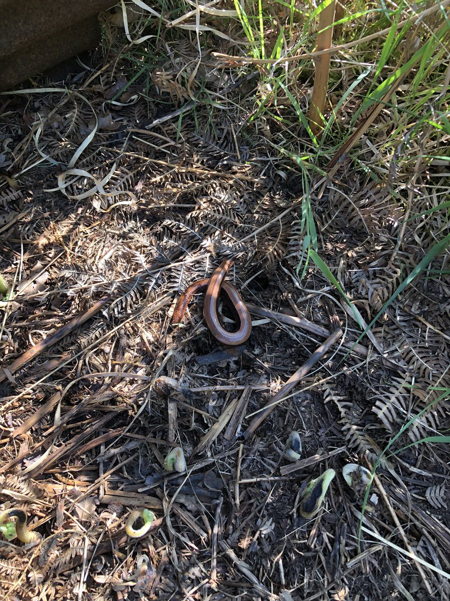 You can tell it’s ‘summer’ when the highlights aren’t bird related…
Morning walk on Highgate Common (aka Crufts) produced a Slow Worm &amp; Hummingbird Hawkmoth plus c5 each of Garden &amp; Willow Warbler. Fem Azure &amp; 3 Large Red Damsel in garden at the newly extended pond in anoon
