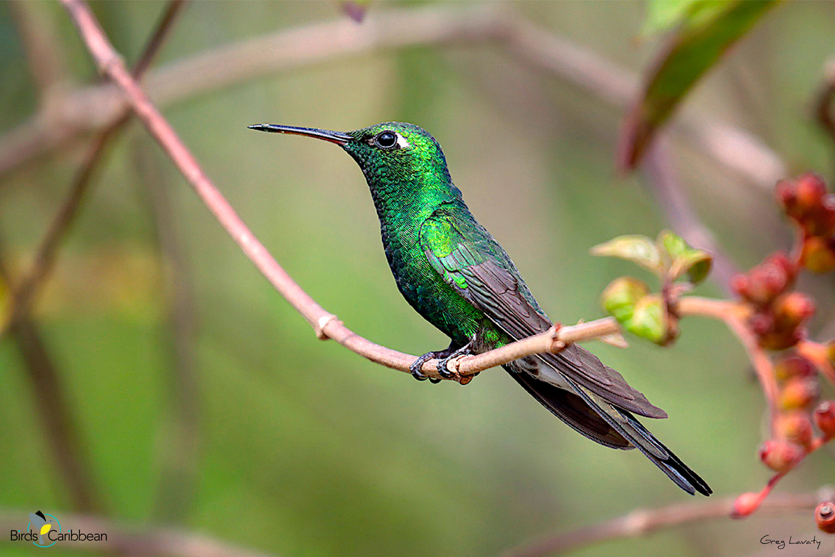 BirdsCaribbean's tweet photo. Endemic Bird of the Day, Day 155! 🦩🦉🦜 A deep-green endemic gemstone of The Bahamas and Cuba–the Cuban Emerald! 🇧🇸🇨🇺
For more feathery facts, activities 🧩 and coloring page visit: https://t.co/qudIGOGfNf
#CEBF #ProtectInsectsProtectBirds
@BNTBahamas @AMA_CUBA https://t.co/ir4ktK029t