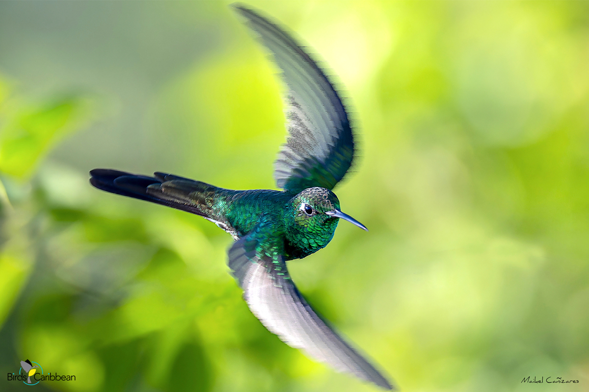 BirdsCaribbean's tweet photo. Endemic Bird of the Day, Day 155! 🦩🦉🦜 A deep-green endemic gemstone of The Bahamas and Cuba–the Cuban Emerald! 🇧🇸🇨🇺
For more feathery facts, activities 🧩 and coloring page visit: https://t.co/qudIGOGfNf
#CEBF #ProtectInsectsProtectBirds
@BNTBahamas @AMA_CUBA https://t.co/ir4ktK029t