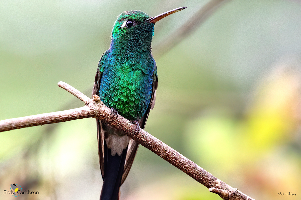 BirdsCaribbean's tweet photo. Endemic Bird of the Day, Day 155! 🦩🦉🦜 A deep-green endemic gemstone of The Bahamas and Cuba–the Cuban Emerald! 🇧🇸🇨🇺
For more feathery facts, activities 🧩 and coloring page visit: https://t.co/qudIGOGfNf
#CEBF #ProtectInsectsProtectBirds
@BNTBahamas @AMA_CUBA https://t.co/ir4ktK029t