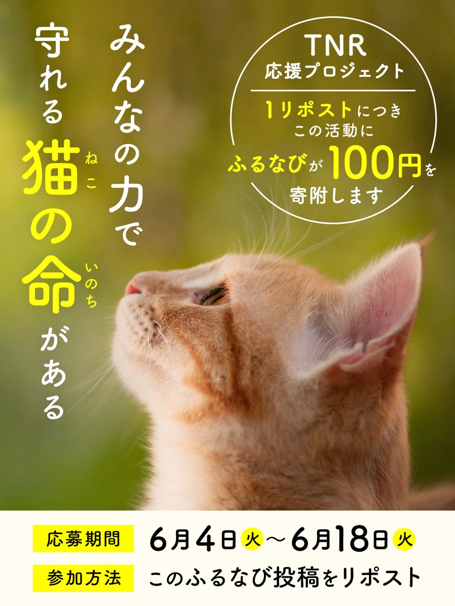 ／
猫と共生できるまちを目指すTNR活動へ
ふるなびが１RT×１００円寄附します🐱
＼

TNR活動とは野良猫の不妊去勢手術を行い、殺処分を減らすための活動です。
皆さんのリポストでたくさんの猫の命が救われます！

🐟応援方法
この投稿をリポスト（旧RT）するだけ！

🐟応募期間
6月4日～ 6月18日