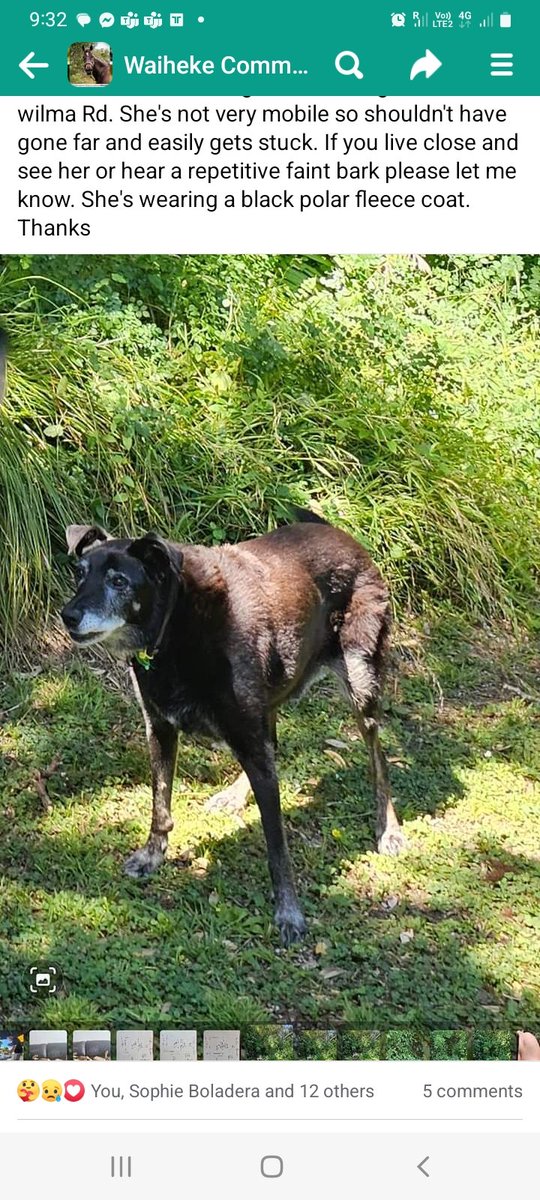 philippa_todd's tweet photo. @DogecoinNorway Binah. She ran off in the last storm - usually she hides, hating thunder. We found her safe and sound the next day ❤ https://t.co/TxV6xc5V58