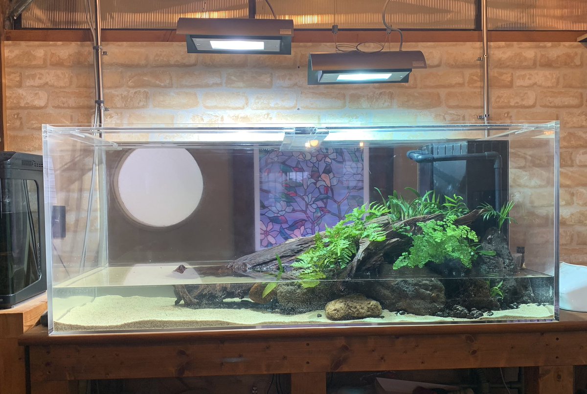 aquaplus_design's tweet photo. 久しぶりに事務所の水槽リセット。夏っぽい感じにさっぱりしました。 https://t.co/xUuRuuSpp8