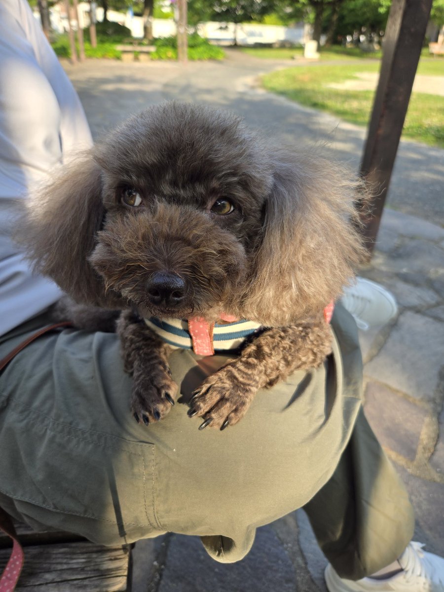 tomosanpullpull's tweet photo. 今日は我が子のワクチン接種
主治医さんに診察台に乗ったお腹を笑われる…我が子よ…
ぽんぽこ娘あとちょいで
夢の六キロ台突入(--;) https://t.co/jTOE0XTzKz