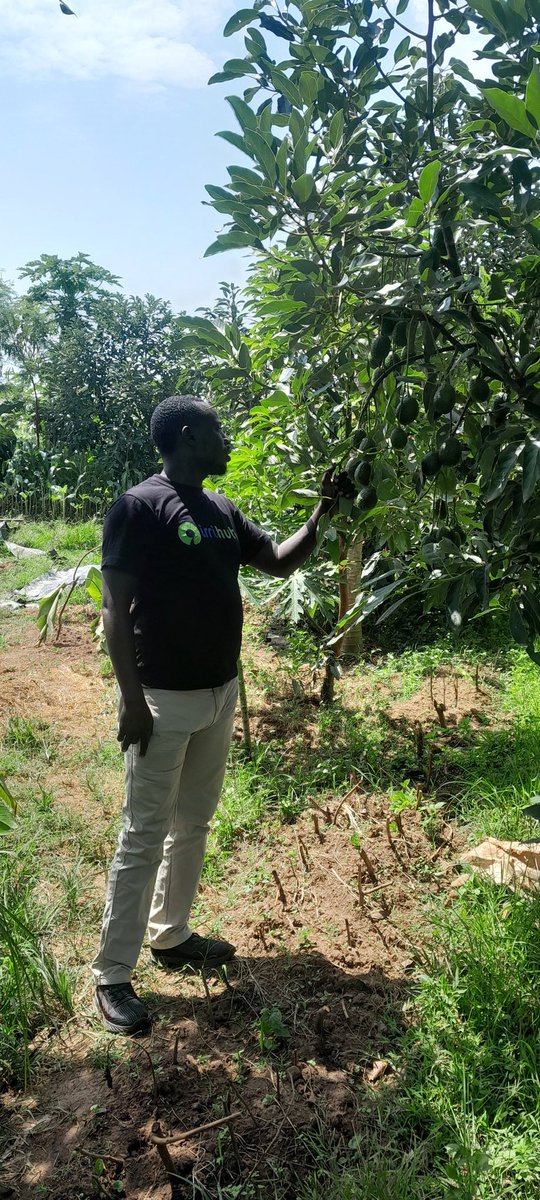 Do you have an ambition of having a self sustaining orchard?don't worry <a href="/IrriHub/">Irri-Hub KE</a> the best irrigation masters will sort all your irrigation needs for your fruit trees.<a href="/OnionDoctorKe/">Onion Doctor</a> <a href="/diangaronald/">Ronald</a> @AffluentFarmers <a href="/rodgers_kirwa/">Mr. Agriculture 👩‍🌾</a> .Good morning from Mirogi:dhiwa subcounty.