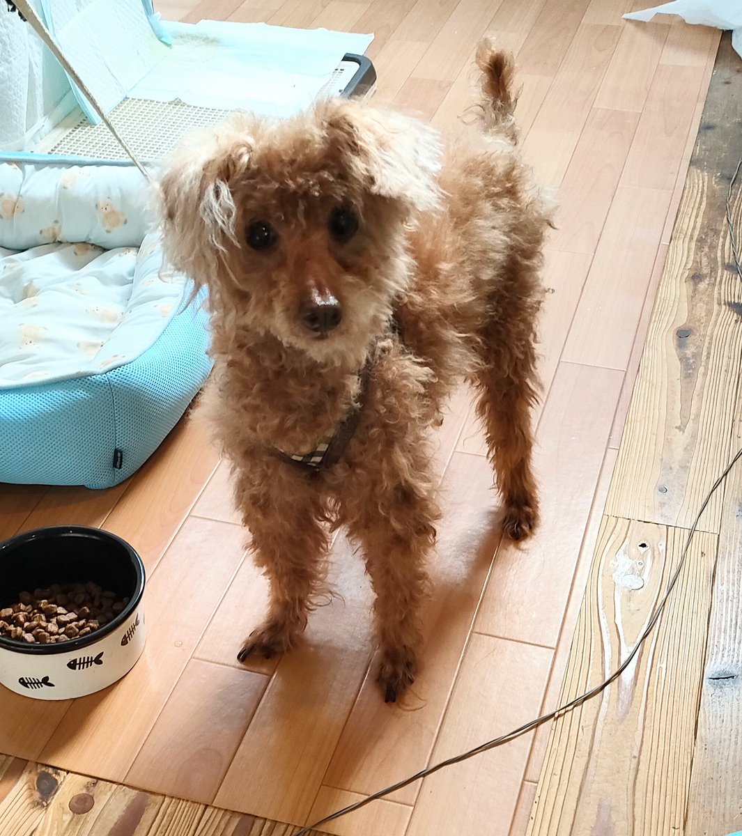 GEKI_PIKA's tweet photo. シロウトがトリミングしたら犬種がわからなくなった

#以前はトイプードルだったはず https://t.co/a5VZ1DFcHc