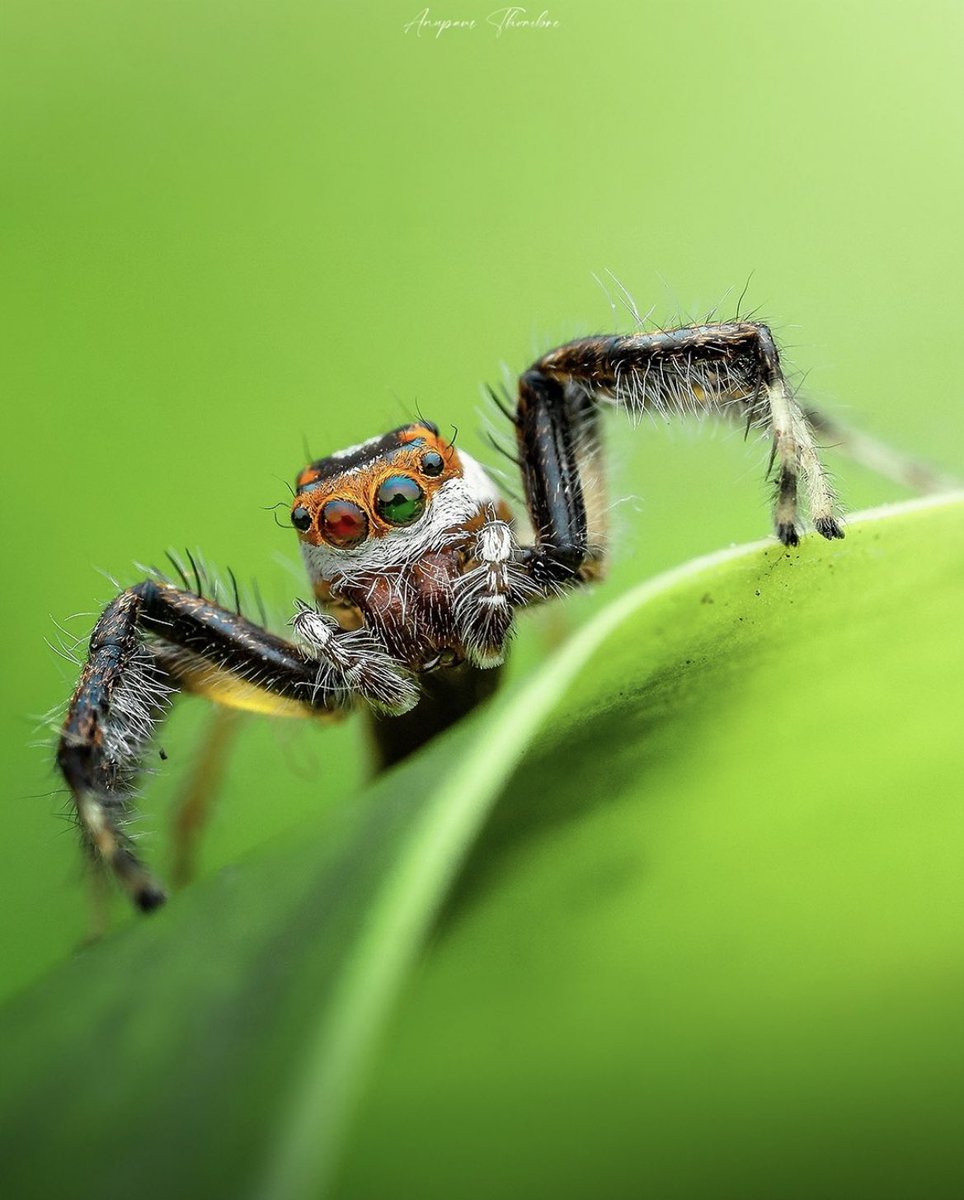 Telamonia dimidiata 🕷️🕸️