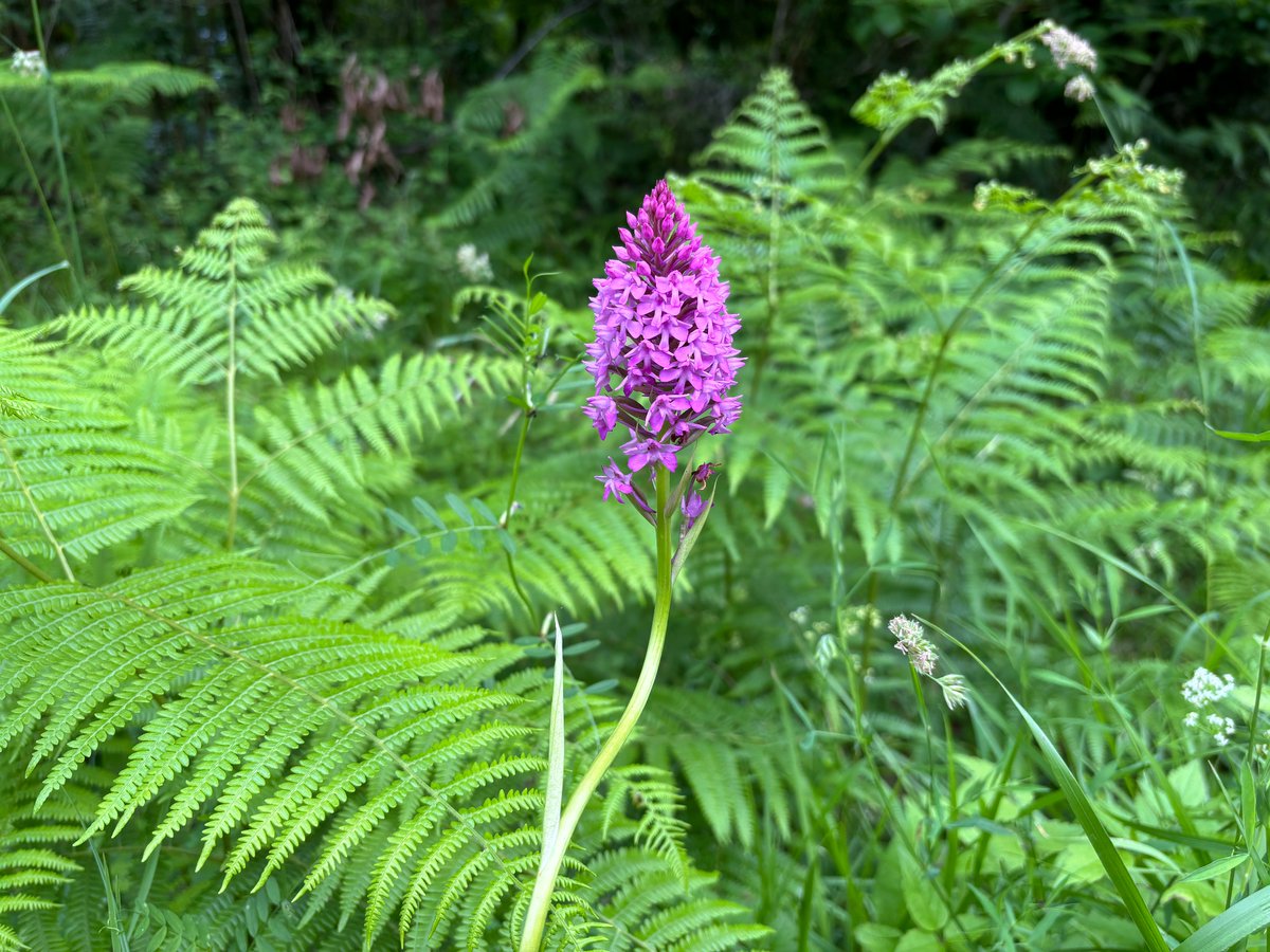 peter foolen tweet media