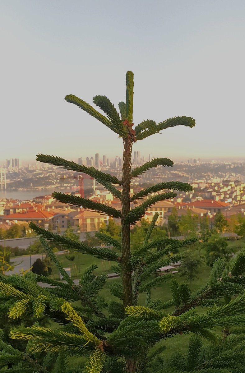 Yenilen pehlivan güreşe doymazmış...