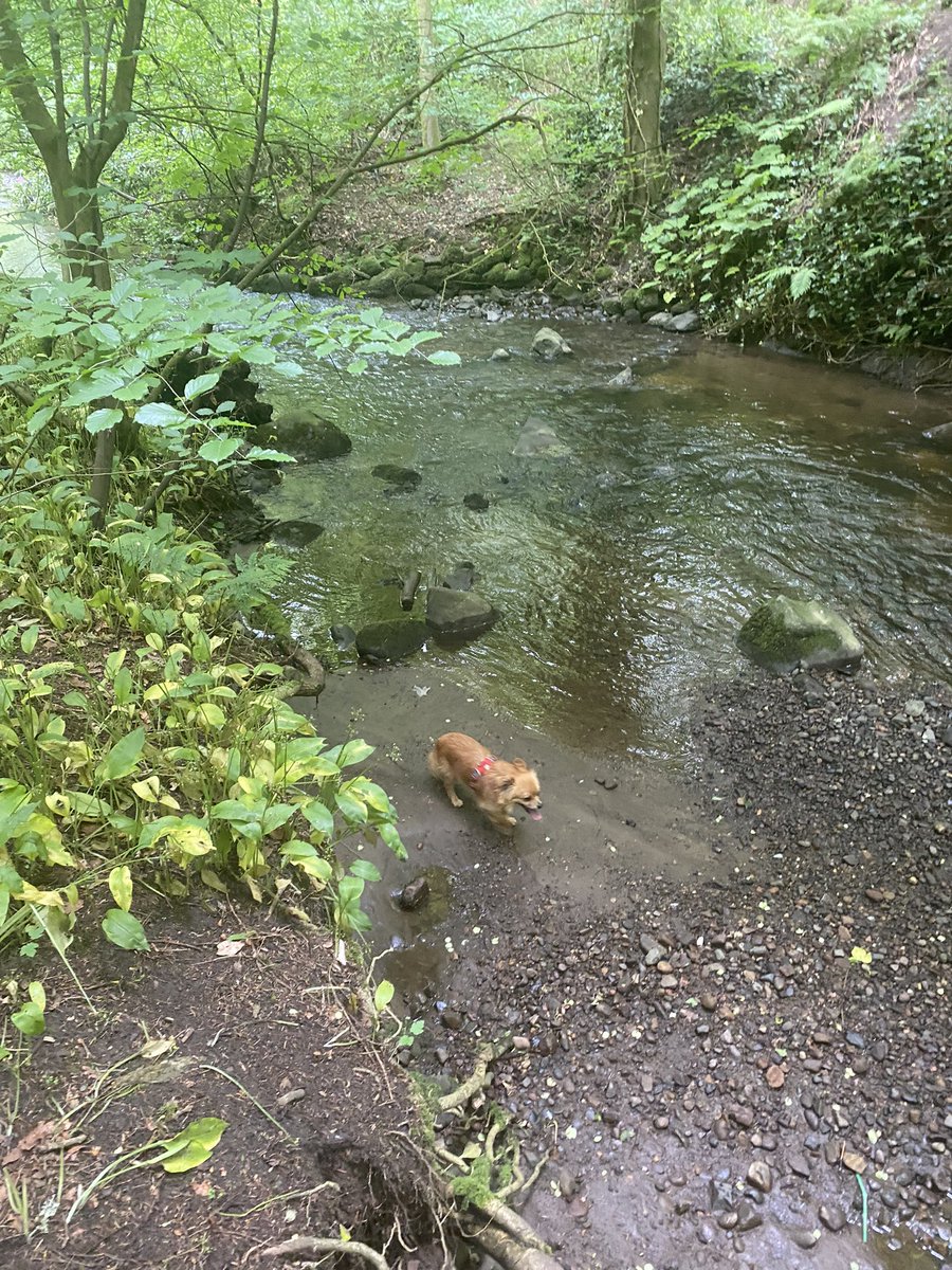 wanderingw_andy's tweet photo. The Fife Pilgrim Way | Leslie to Markinch
Watch here: https://t.co/kglwWhjYrO https://t.co/cscBGWy7wG