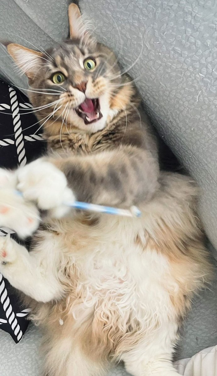 Andre Patta (@andre_patta) on Twitter photo 