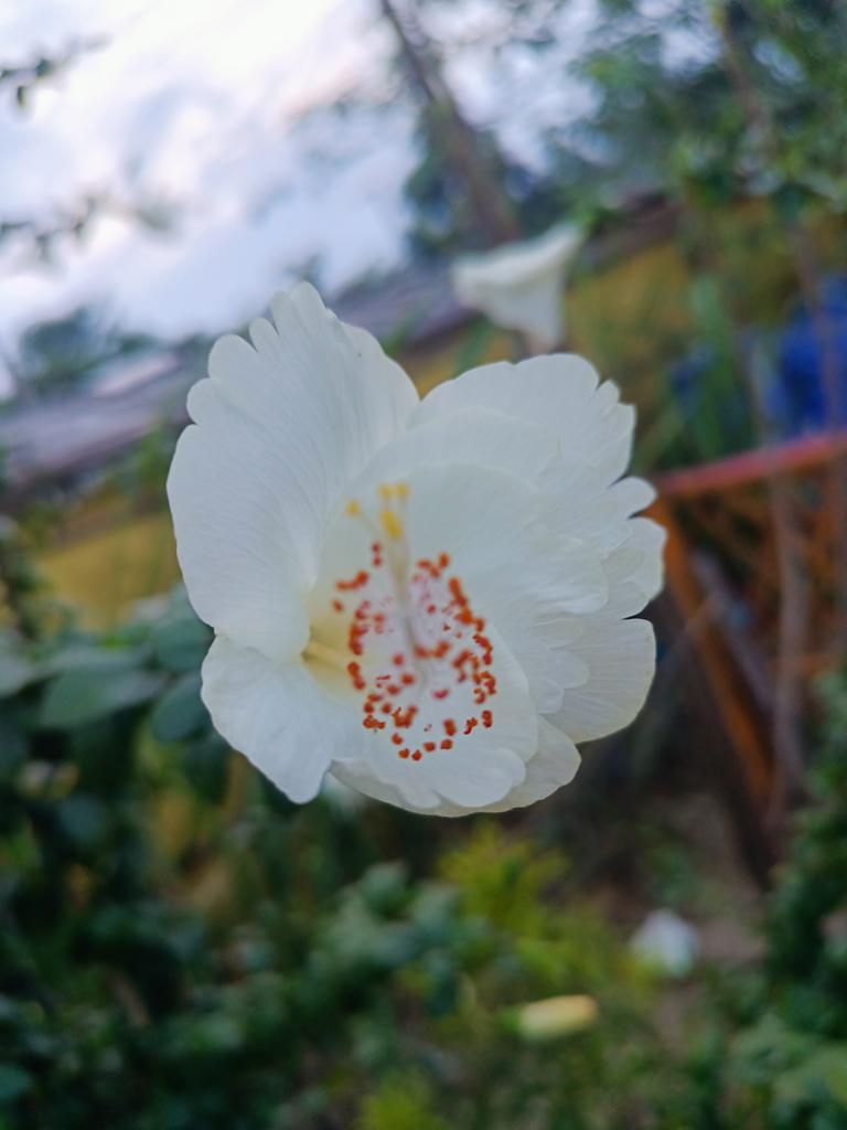 Srphotohub7's tweet photo. Natural flowers 
#photography
#srreyes https://t.co/pSKET9pENb