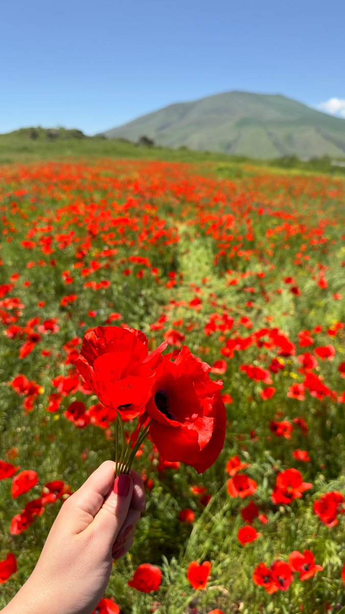 Zelisskk's tweet photo. Buralarda da çiçekler açıyor 🌹
#ağrı #doğubayazıt https://t.co/nf9sGMLOon