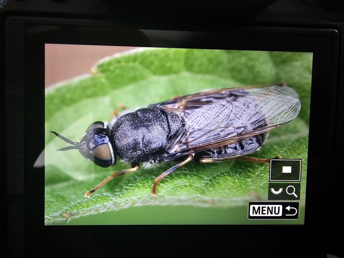 Maxwildphoto's tweet photo. An interesting looking fly on the end of our garden pond. The closest I've got to an ID is Odontomyia tigrina?

@flygirlNHM @WillLeoHawkes https://t.co/pwU1jo3Mfh