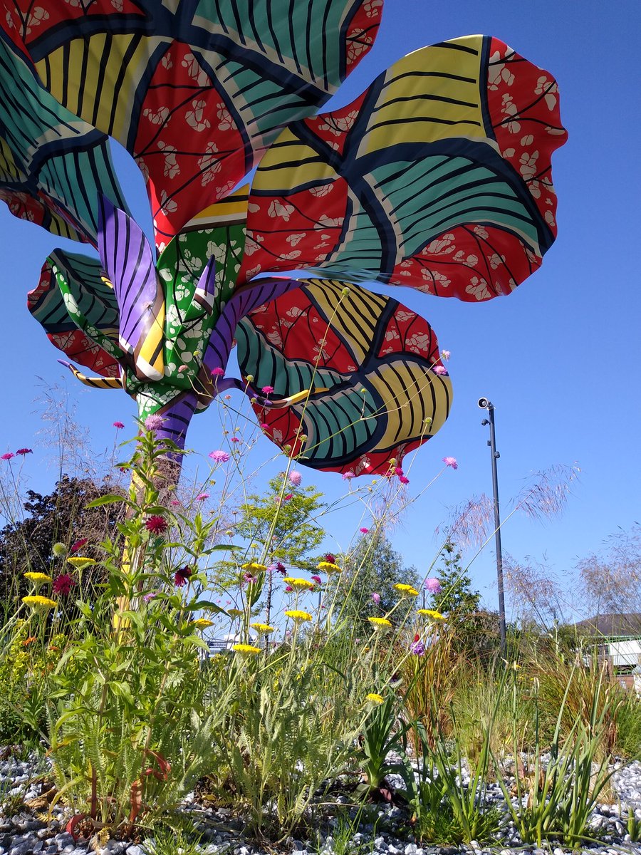 Loving the planting in this first section of Aire Park.
Colours of Hibiscus Rising by <a href="/YinkaShonibare/">Yinka Shonibare</a> echoed in yellow achillea plus 2 shades of scabious.
Follows on from delightful spring array, including early tulips.
Whole scheme drought/deluge-resistant.