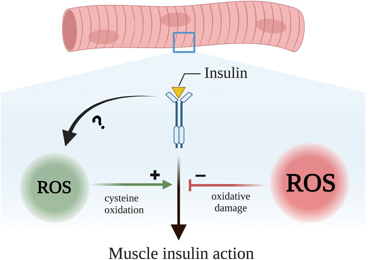 FEBS_Letters's tweet photo. 💪 What are the unresolved questions in the regulation of skeletal muscle #insulin action by #reactiveoxygenspecies? 🔥 Carlos Henríquez-Olguín et al. discuss in this latest Review in FEBS Letters:

➡️ https://t.co/sabqGS1XRQ

 @MuscleBiology https://t.co/Xrt4mOWn4a