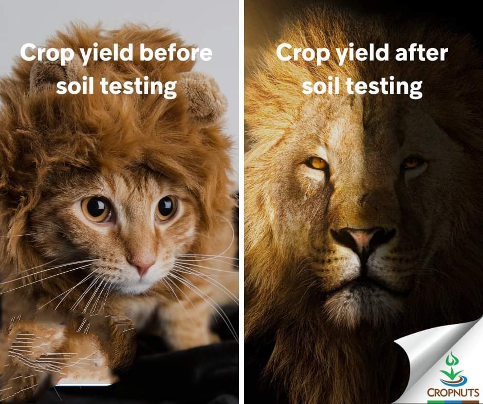 sierra_alphar's tweet photo. Regular soil testing is crucial to monitor pH levels, organic carbon and general soil health.
This ensure they are within the ideal range for the crops to grow optimally.
Good morning people!
#soilhhealth
#saresource https://t.co/KpLYmsHXad