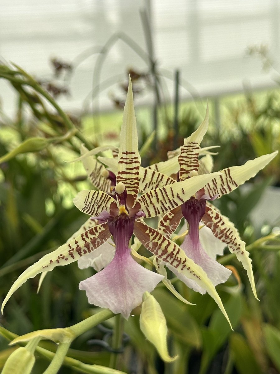 Oncidium hastilabium is a species found in 🇨🇴🇵🇪🇻🇪 and 🇪🇨at elevations of 750 to 2200m as a warm to cool growing epiphyte. Large flowers it is currently the parent to 53 hybrids. 🌿

#orchids #orquídeas #nature #conservation