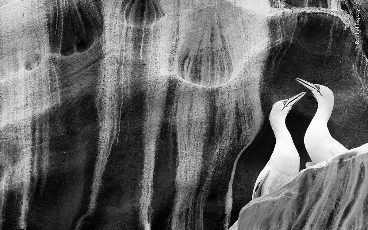 NHM_WPY's tweet photo. Did you know our Wildlife Photographer of the Year exhibition travels around the globe? 🌍
You can see #WPY59 now in:
📍Brazil: @governosp
📍New Zealand: @CantMuseum
📍Singapore: @ScienceCentreSG
Find out more: https://t.co/CKOYkoIzxL
📷 Rachel Bigsby https://t.co/gOGCvP2RNu