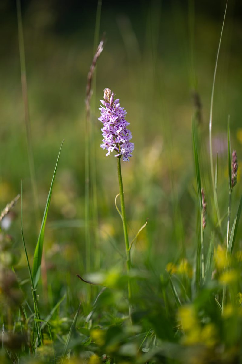 South Downs National Park tweet media