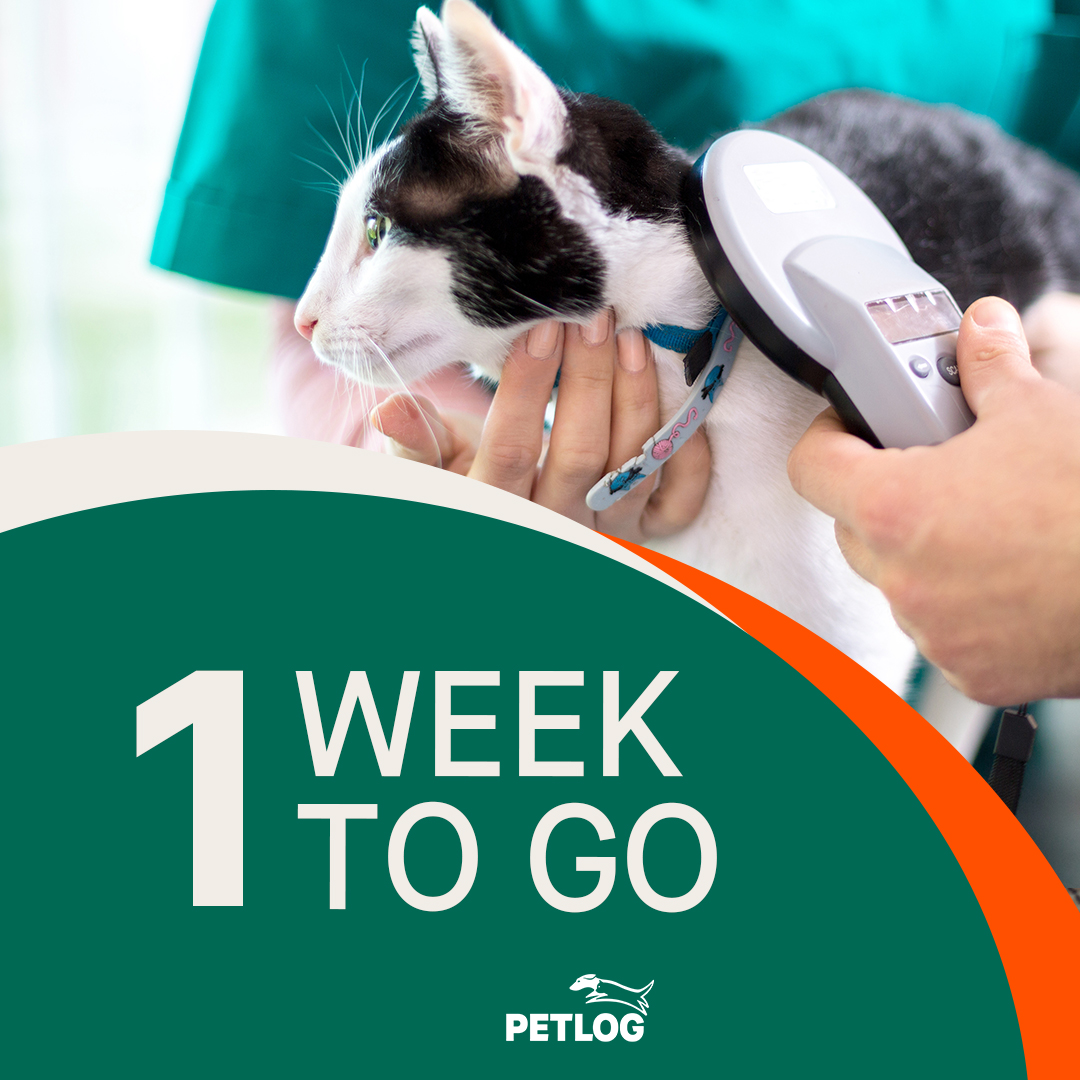 1 week to go until all #cats in England have to be #microchipped! The microchip is only effective as the contact details recorded on your chip database, so if your cat is already microchipped, have you updated your details? 

petlog.org.uk/compulsorycatm…
