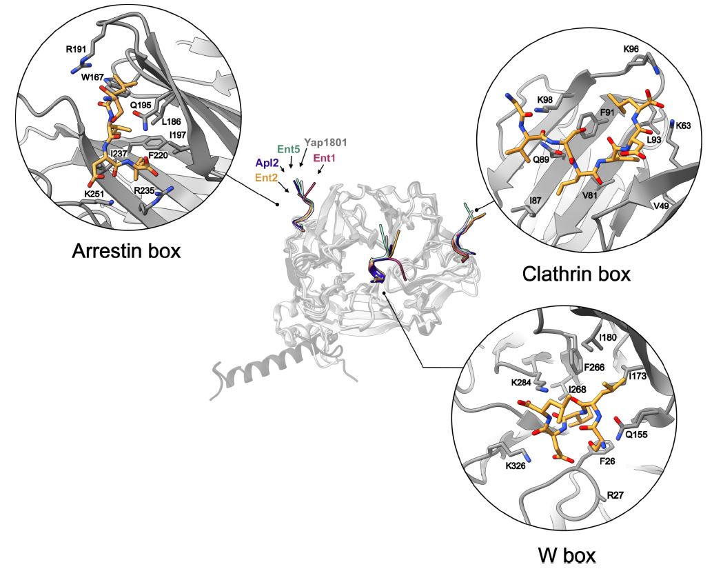 SPC Facility & Garcia-Alai Lab @EMBL Hamburg @EMBL (@spc_embl_hh) on Twitter photo Our latest submission to <a href="/biorxivpreprint/">bioRxiv</a> is now online.
biorxiv.org/content/10.110…
Huge thanks to all authors <a href="/LucasADefelipe/">Lucas Defelipe</a> @SkruznyMichal <a href="/uetrechtlab/">Dynamics of viral Structures</a> <a href="/RolandTh1/">Roland Thuenauer</a> @katharinchen5 <a href="/Osvalburastero/">Osvaldo Burastero</a> <a href="/IsabelTBento/">Isabel Bento</a> and contributors involved in this collaborative work. Our latest submission to <a href="/biorxivpreprint/">bioRxiv</a> is now online.
biorxiv.org/content/10.110…
Huge thanks to all authors <a href="/LucasADefelipe/">Lucas Defelipe</a> @SkruznyMichal <a href="/uetrechtlab/">Dynamics of viral Structures</a> <a href="/RolandTh1/">Roland Thuenauer</a> @katharinchen5 <a href="/Osvalburastero/">Osvaldo Burastero</a> <a href="/IsabelTBento/">Isabel Bento</a> and contributors involved in this collaborative work.