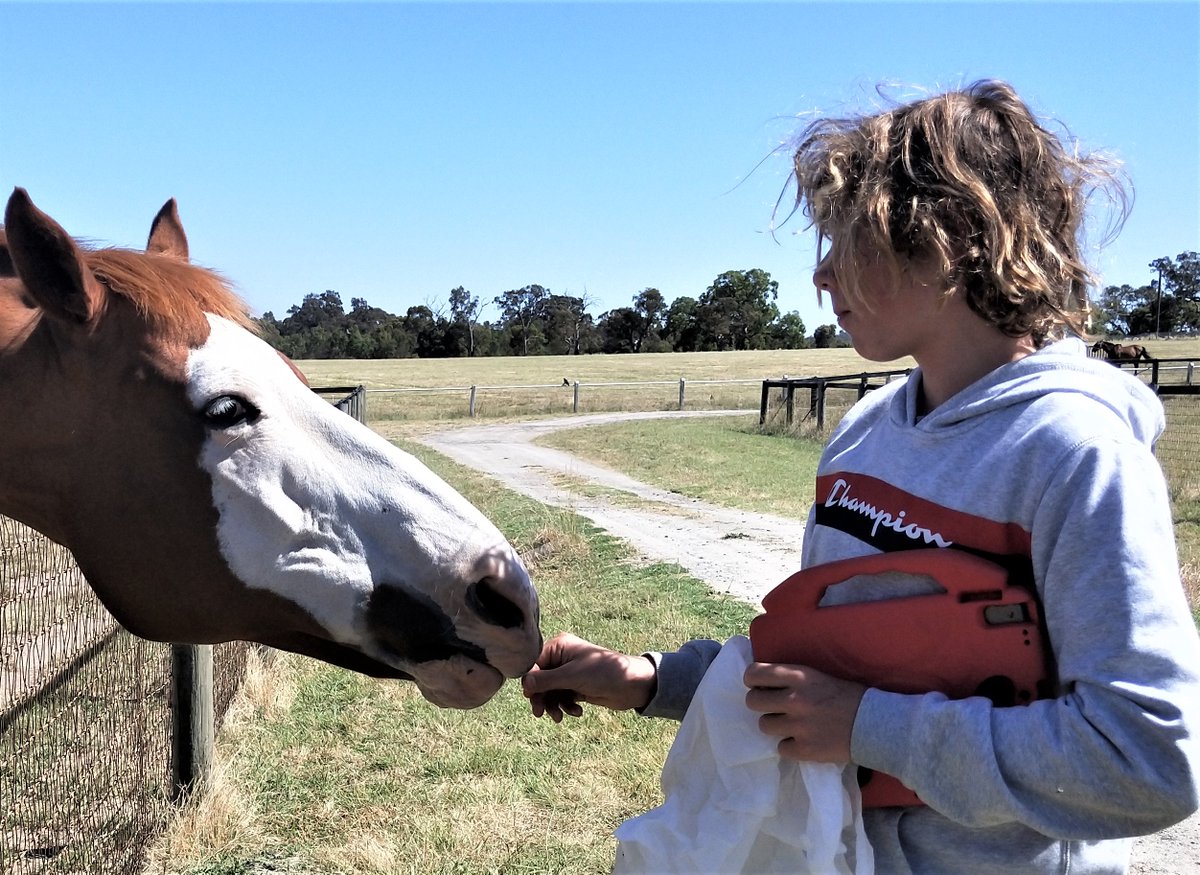 LivingLegendsAU's tweet photo. 🌟 A Helping Hand 🌟
Ben’s visits are part of #LivingLegendsAU programs like #LearningWithLegends. Your support makes this possible! Donate by June 30th for a tax deduction and help bring our community closer to our legendary horses.
👉 Donate here: https://t.co/uIUYDXVBQO https://t.co/qHmBrwNKzO