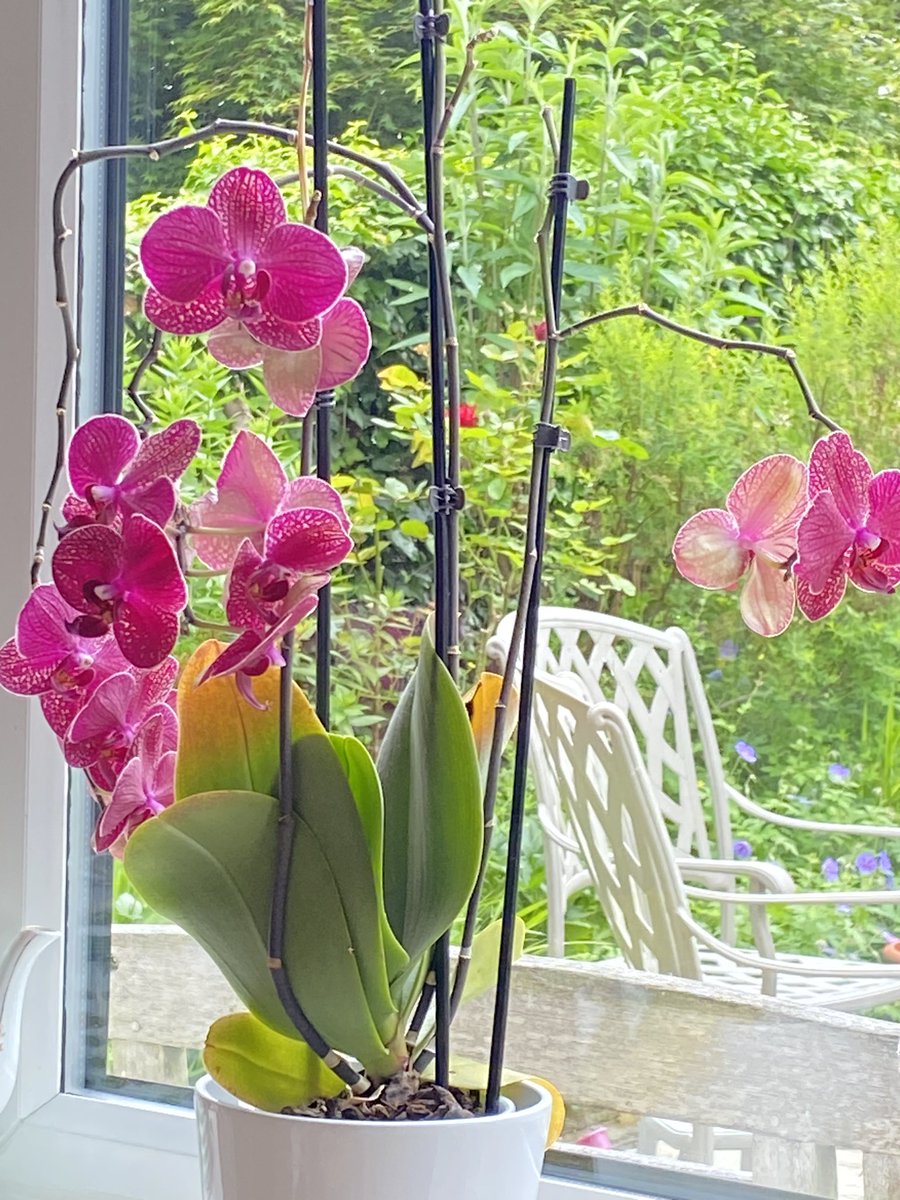 Here’s a beautiful sight to see #MHHSBD #orchids