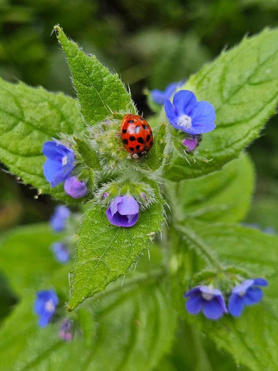 FriendsofStGeo1's tweet photo. An 18-spot #ladybird and a small blue #butterfly seen this weekend! This is what #NoMowMay is about. Rewilding works. Thank you for giving nature a chance @CityWestminster How about extending this successful intervention to #RestoreNatureNow ? https://t.co/x7wePJTJFm