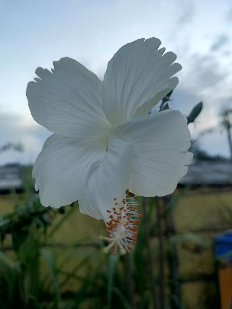 Srphotohub7's tweet photo. Natural flowers 
#photography
#srreyes https://t.co/pSKET9pENb
