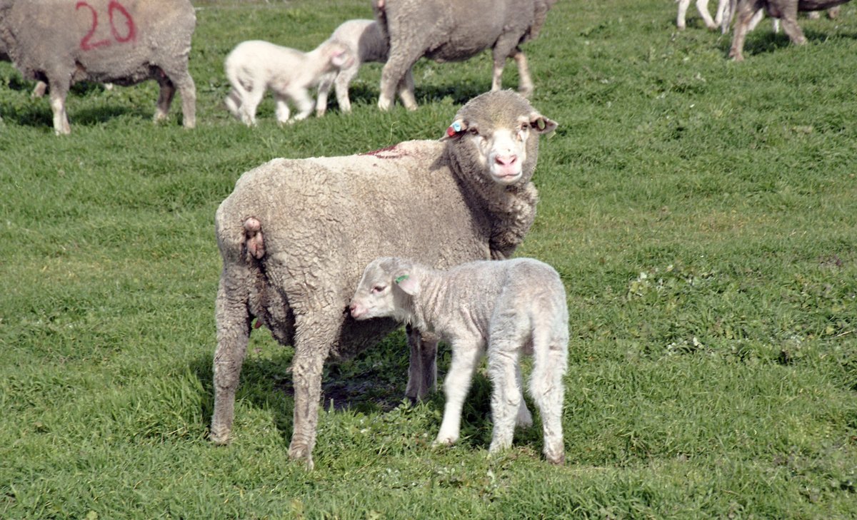 DPIRDbroadacre's tweet image. Pregnancy toxaemia and hypocalcaemia are significant health concerns in ewes, particularly during the late stages of gestation and early lactation.

More information on ewe management and seasonal information in the latest version of #StockedUp 👇
createsend.com/t/y-B9349D3176…
