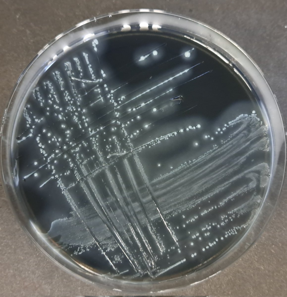 Jeanine Rismondo tweet media