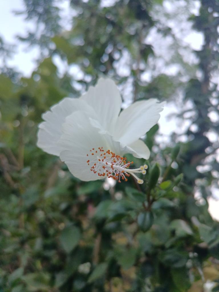 Srphotohub7's tweet photo. Natural flowers 
#photography
#srreyes https://t.co/pSKET9pENb