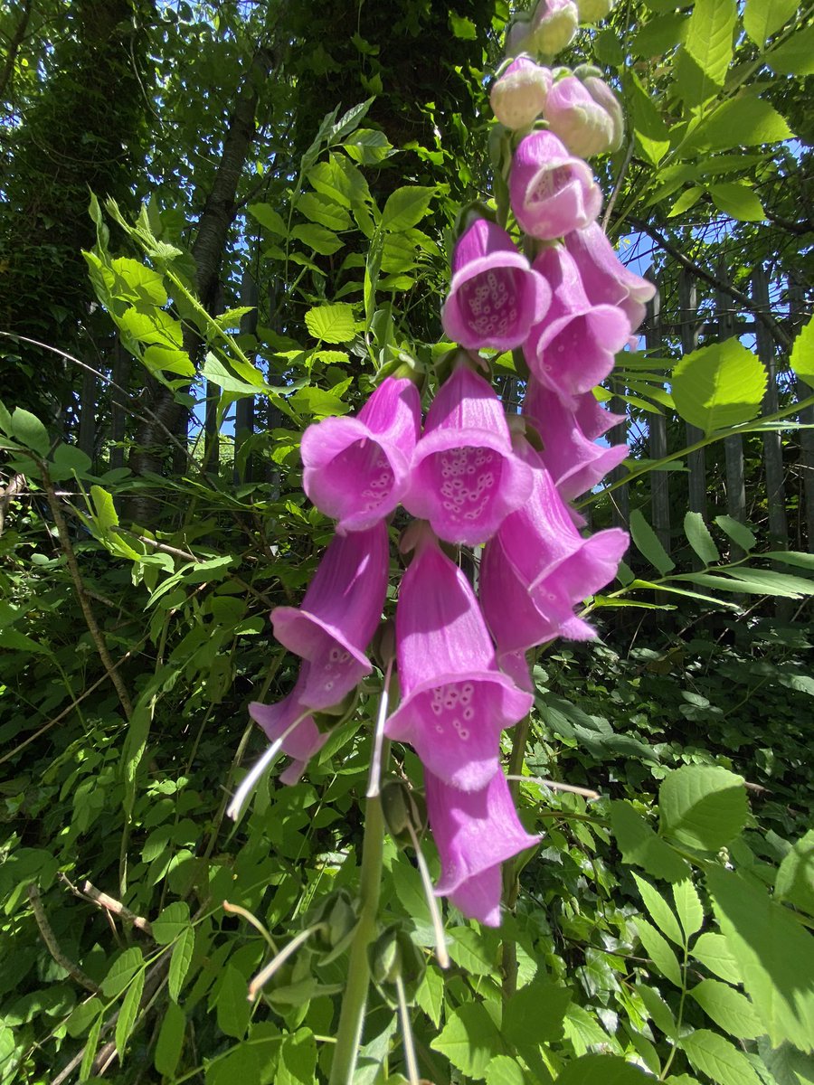 Another glorious day for a spin on the local canal network. 🌞<a href="/CRTWestMidlands/">Canal & River Trust West Midlands</a> <a href="/CanalRiverTrust/">Canal & River Trust</a>