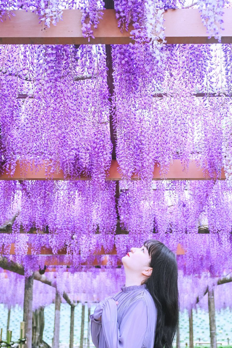 rococo03703103's tweet photo. wisteria curtains

#portrait #ポートレート
#photography #写真
#photograph
#selfportrait #セルフポートレート
#selfie #セルフィー
#藤　#藤棚　#wisteria #glycine https://t.co/8gTf2ZvWS4