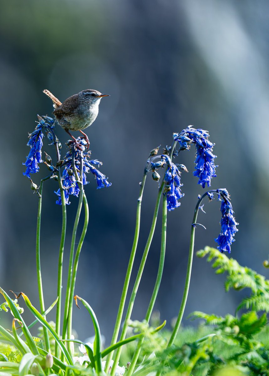 GeetRamPhotos's tweet photo. When some photographers were looking for puffins at Skomer, I was so attracted to this little cutie 🥰

 @skomer_island @WildlifeMag @SallyWeather @Natures_Voice @SonyUK @BBCCountryfile #wren #nature #wildlifephotographer #TwitterNaturePhotography #skomer_island #travel #wales https://t.co/2eWFQA9uzH