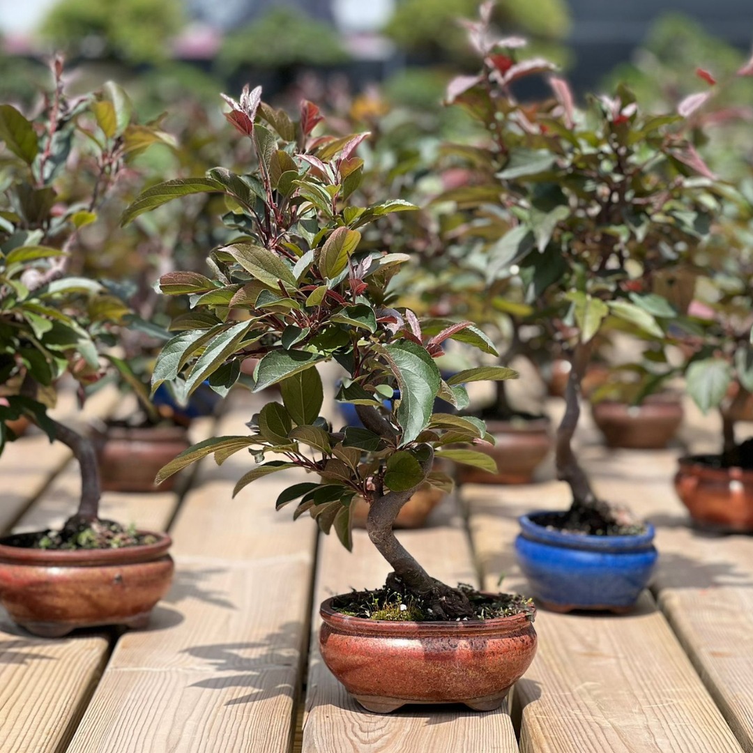 El Malus domestica, el manzano es un bonsái que destaca por su espectacular floración y por sus frutos. Es una elección perfecta tanto para principiantes como para expertos, gracias a su atractivo en todas las estaciones y su facilidad de cuidado. ¡Disfruta de uno en tu hogar!