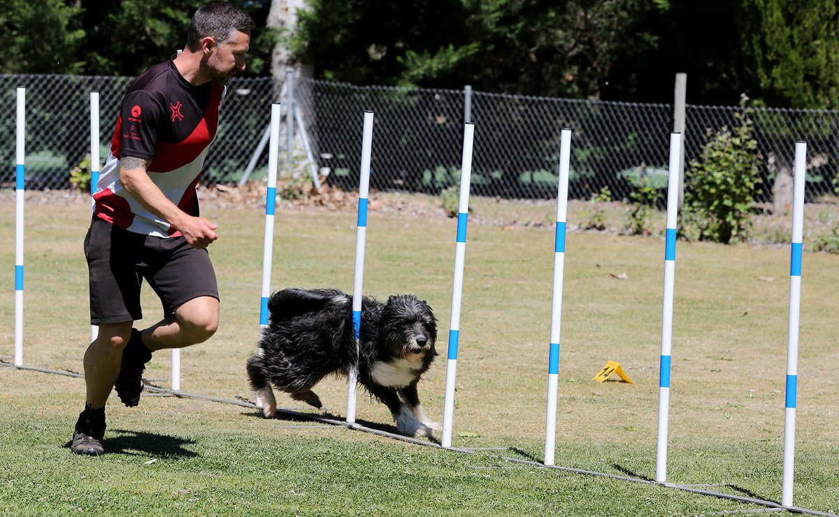 DeportesVLL's tweet photo. 🦮🐶🐩¿Te acercaste a ver el Agility y la competición Open y Liga Norte? ¿Viste cómo los perros pueden saltar, superar obstáculos e ir coordinados de la mano de su dueño?  Aquí puedes  ver las mejores fotos @AyuntamientoVLL #ClubAgilityValladolid

https://t.co/hdImH5a0io https://t.co/4Z7GT2xRjm