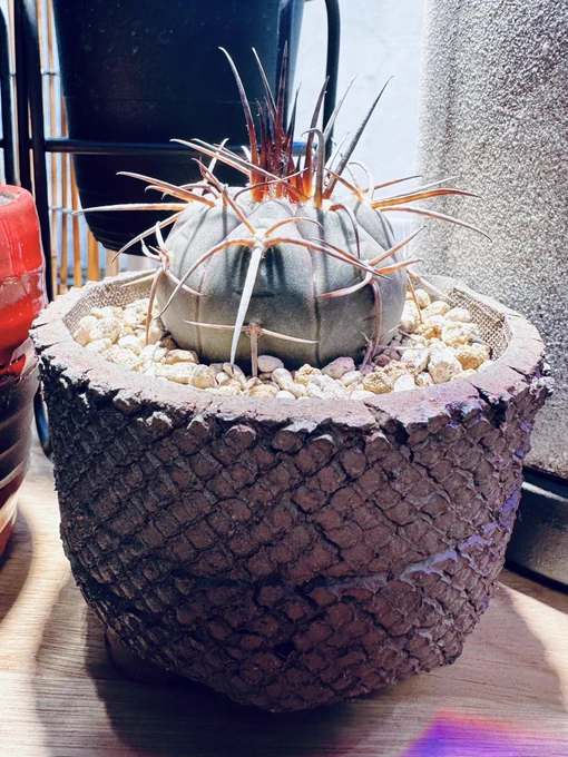 今日は植え替えしました 