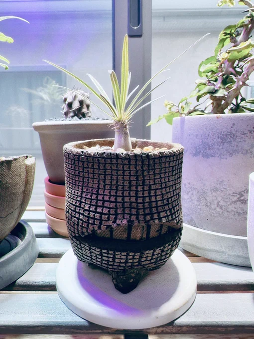 今日は植え替えしました 