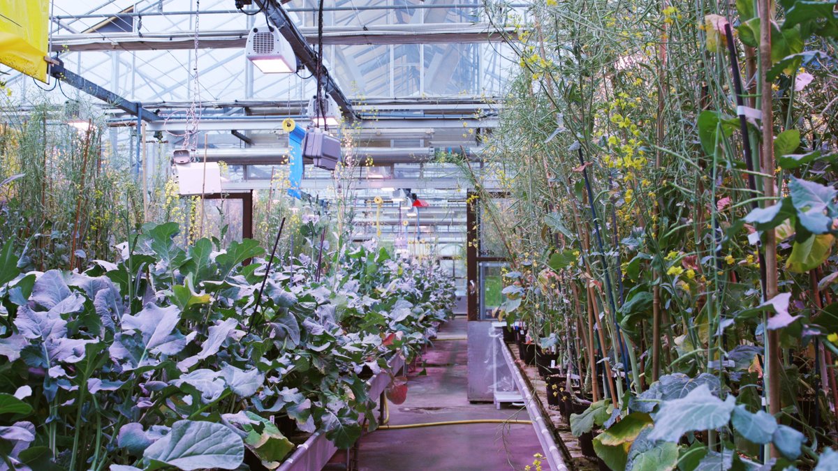 🚨One week left to apply for two roles <a href="/JohnInnesCentre/">John Innes Centre</a>

It's a fantastic place to work, so do check these out! 

Research Partnerships and HP3 Hub Lead okt.to/4YM6La

Policy and Public Affairs Manager (Maternity Cover)  okt.to/aofPyt 

Closing date: 9 June