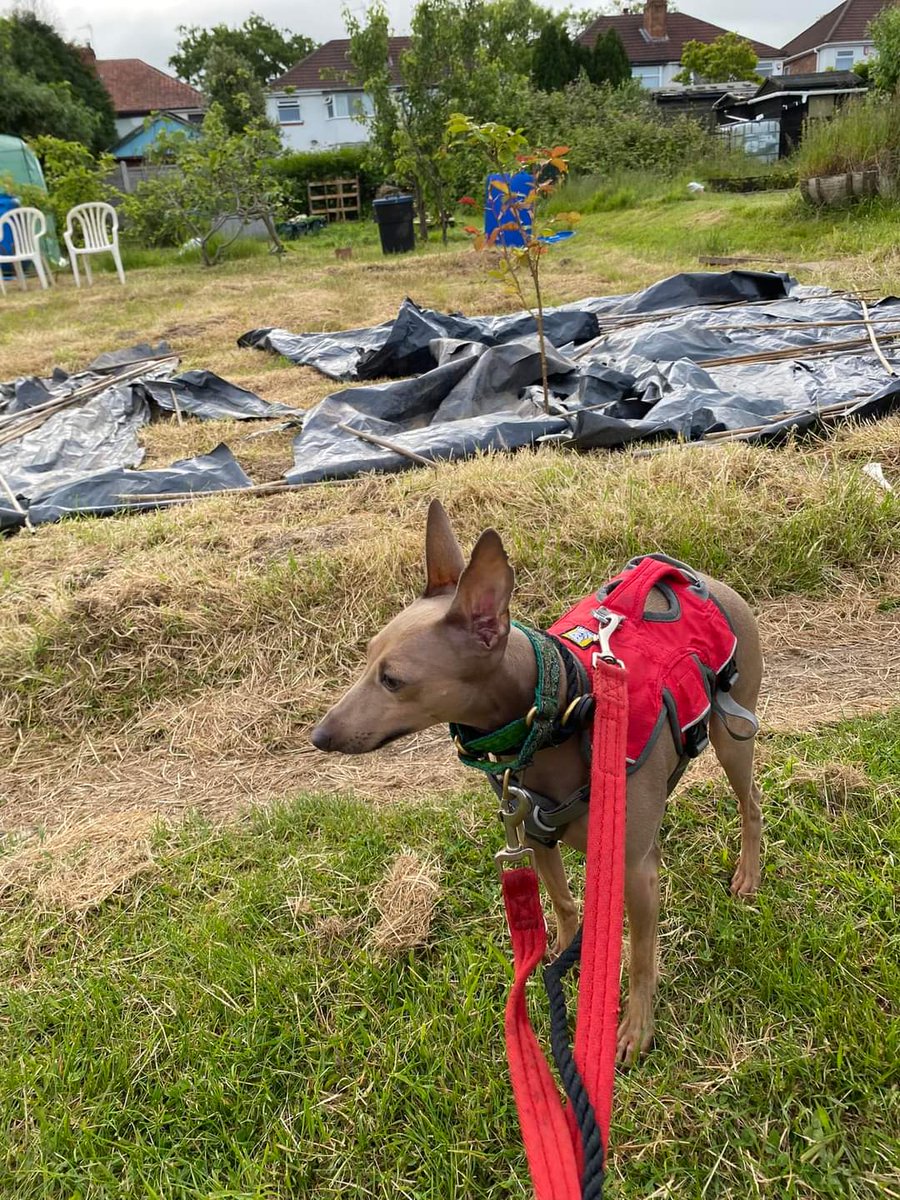 Tito had his longest walk so far he made it all the way to my allottement to help me water this morning this is about a 20 min walk there and 20 min walk back crossing 2 quite busy roads, he did really well he just gets very nervous when we see people Next stage to work on