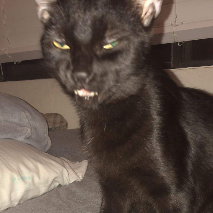 THE carrot mayor 🥕 tweet media