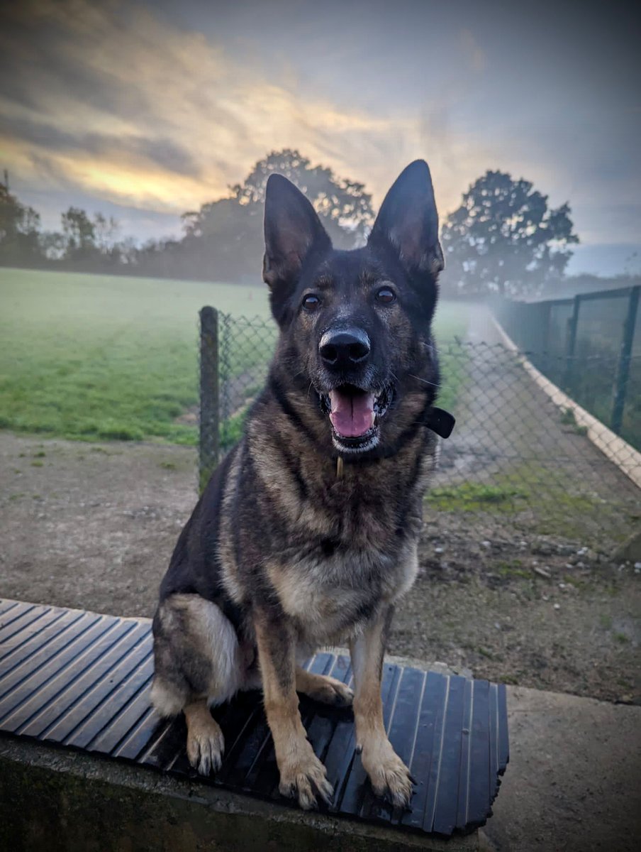 A busy night for PD Akira with incs 1270-010624 &amp; 69-020624 as she tracked and located 4 intruders on site and then located 2 in heavy undergrowth who had run from a vehicle which failed to stop for <a href="/DerbyshireRPU/">Derbyshire Roads Policing Unit</a> and <a href="/DerbyshireARU/">Derbyshire Armed Response Unit</a> colleagues. #thenoseknows #wellearnedrestdays
